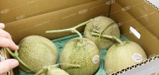 In thùng carton đựng dưa lưới xuất khẩu - hinh 04